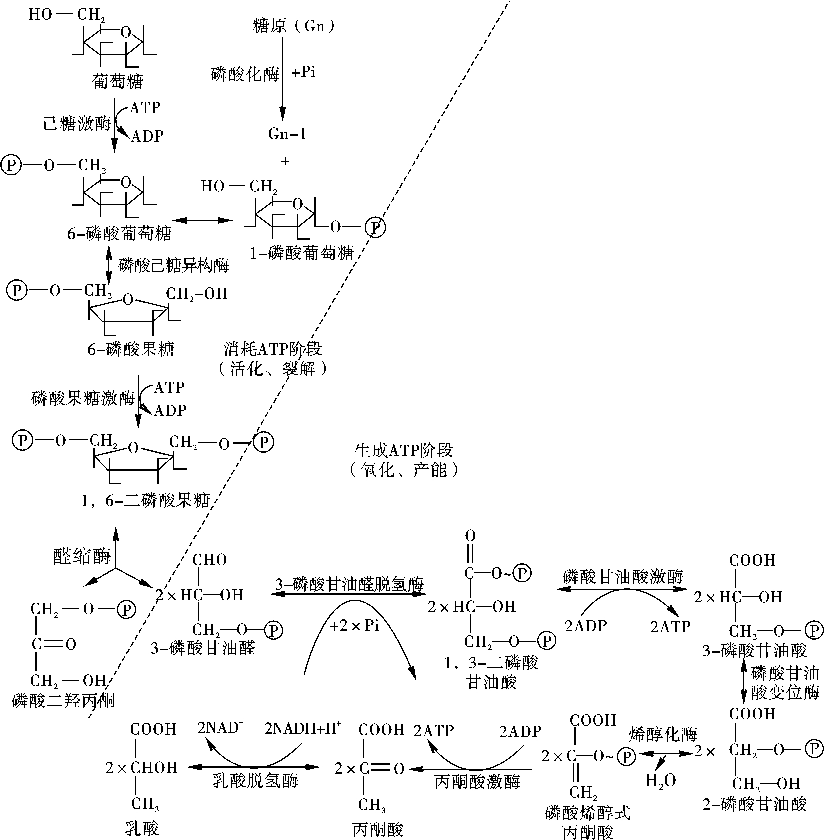 糖酵解 生物化学基础 挂云帆