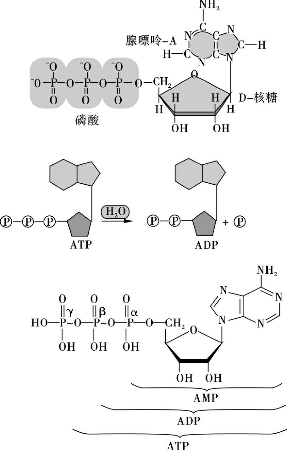图2-6 atp的分子结构