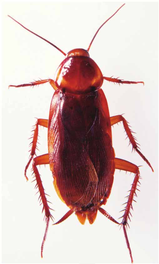蟑螂是我们居家生活中常见的害虫,这种扁平的小虫子在厨房中,衣柜里