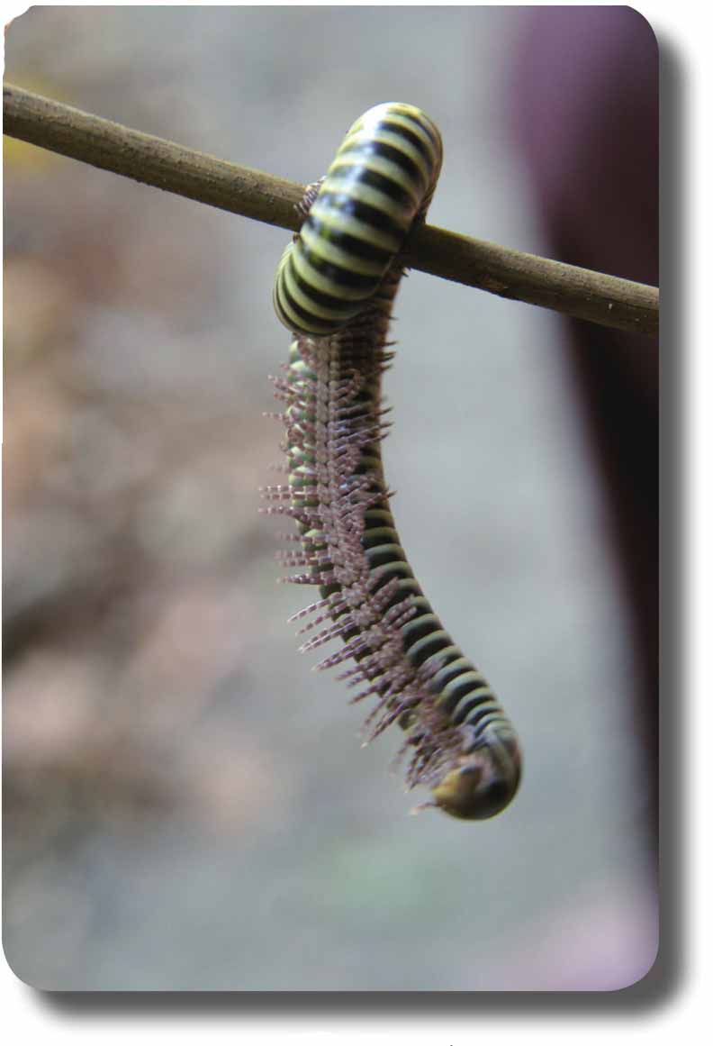 千足虫生物界种类最多的