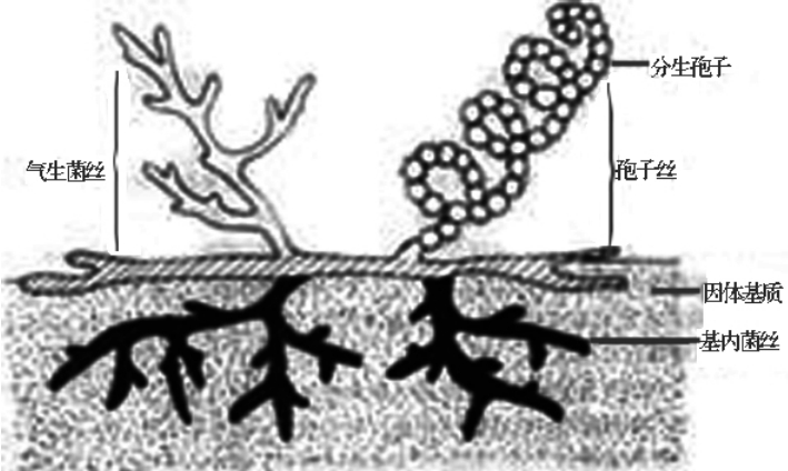 放线菌_生物世界七彩光