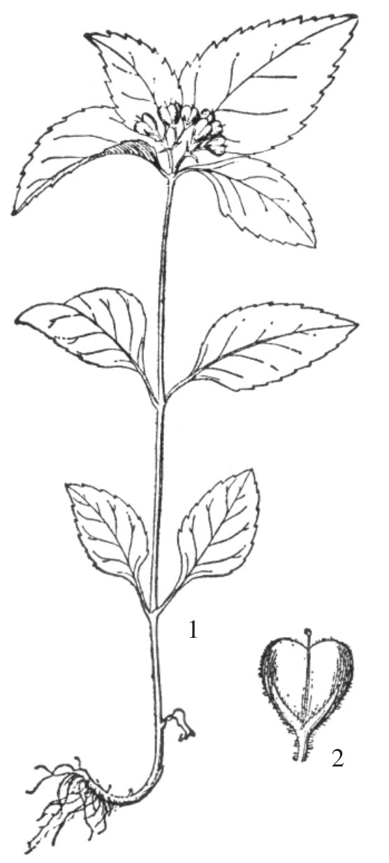 玄参科宁夏植物志