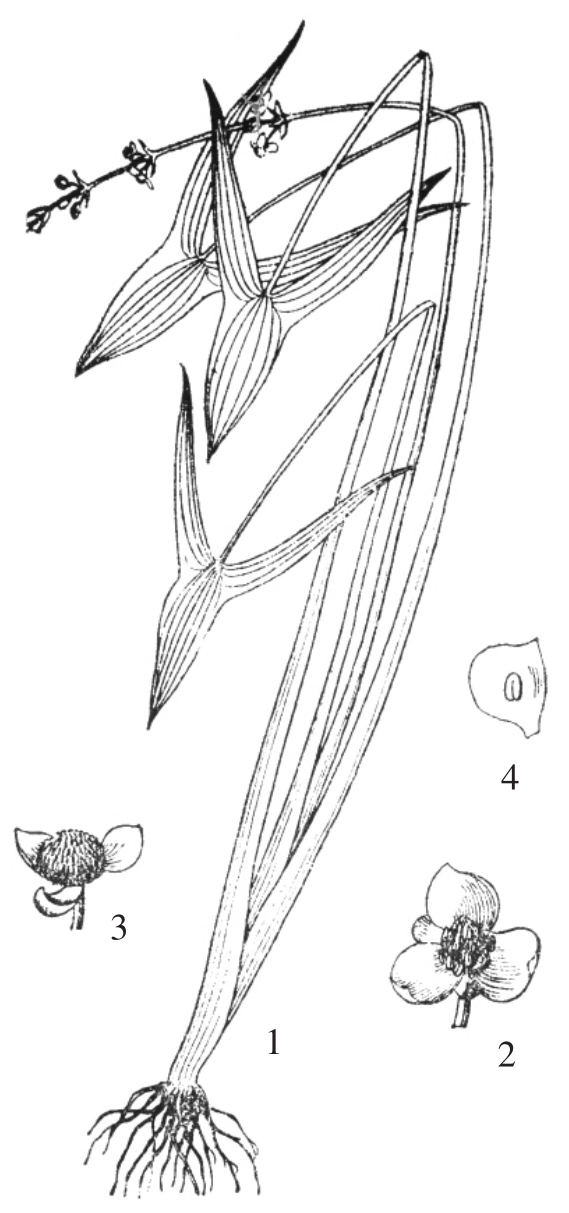 植株2.花3.雌蕊4.果实慈姑(图246)sagittaria trifolia l. sp. pl.