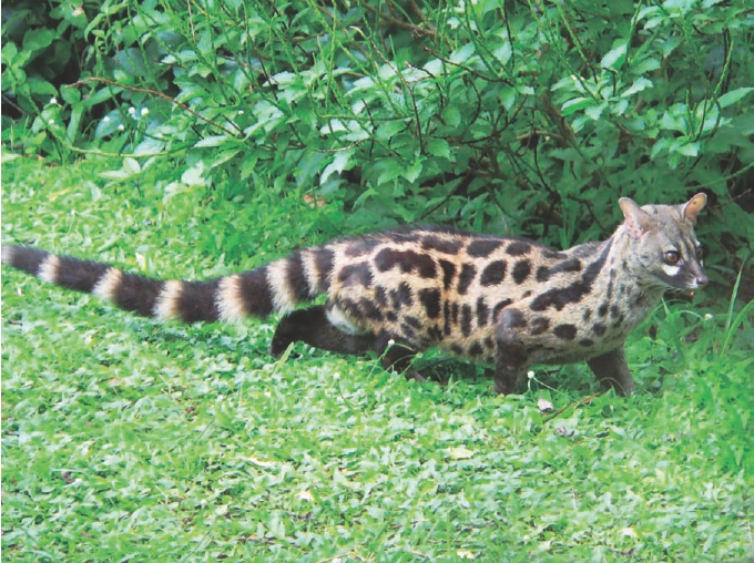 生活竞技场野生猫高超的猎手猫科