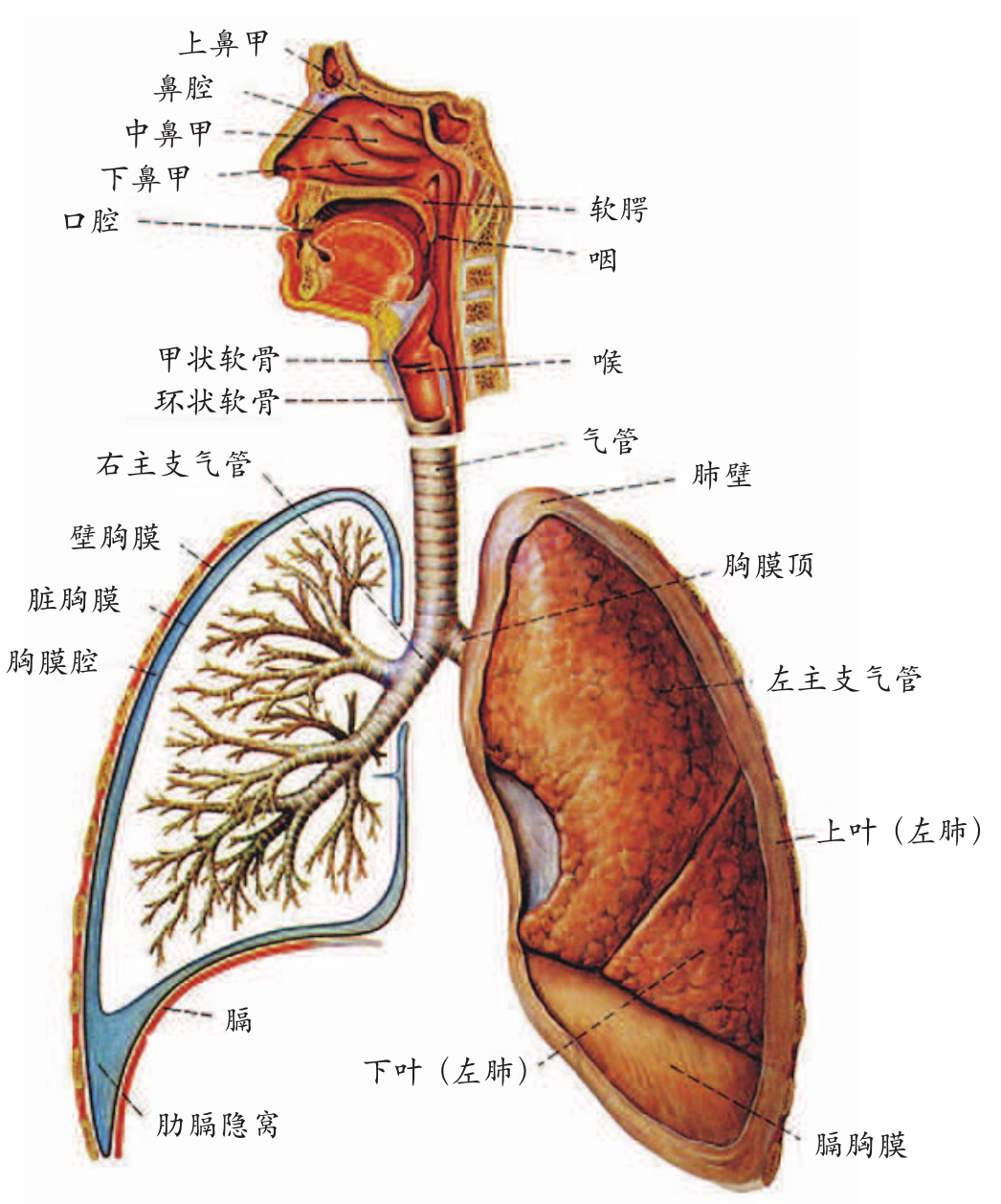 呼吸系统神奇的人体结构
