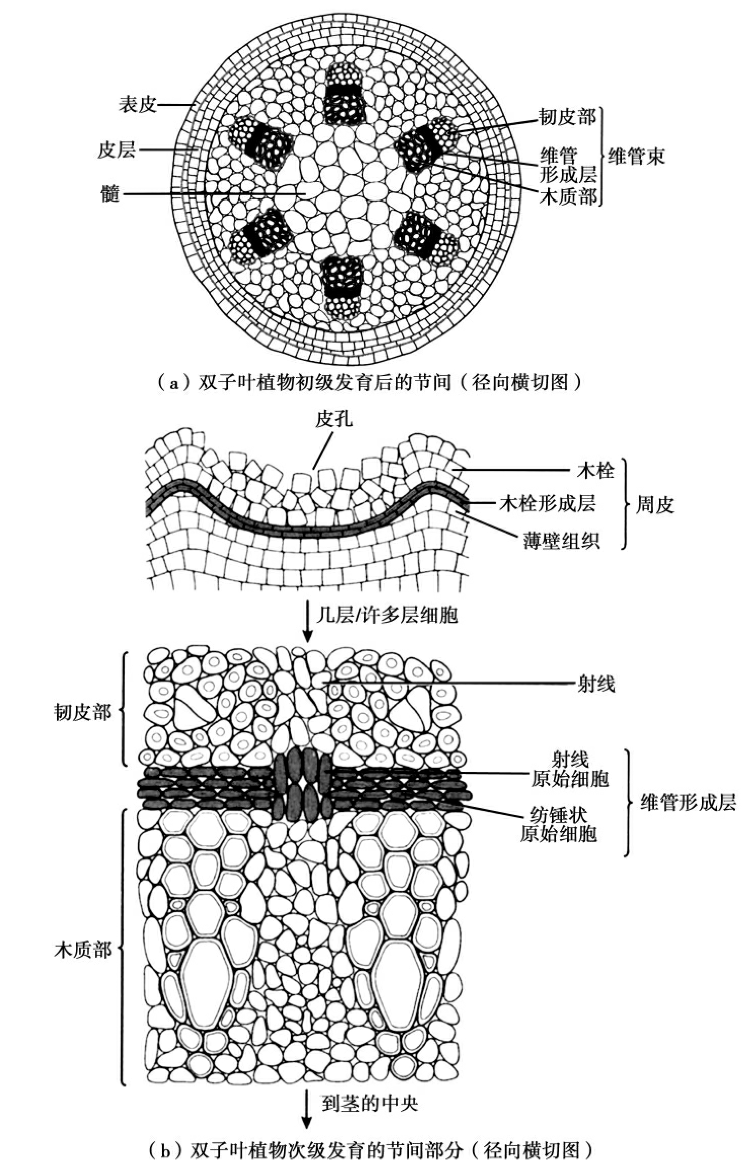 显微世界6- 双子叶植物茎横切显微视图 - 哔哩哔哩