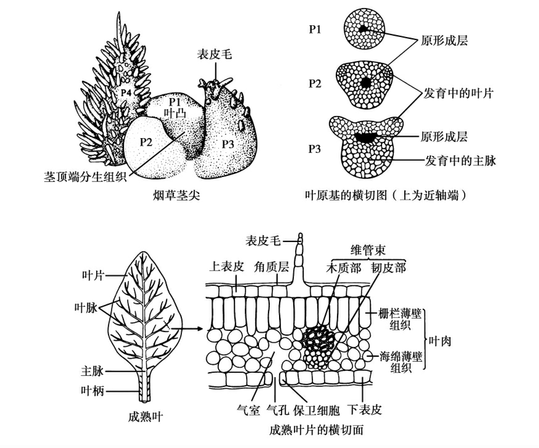 植物叶的结构示意图,原子结构示意图,力的示意图(第17页)_大山谷图库