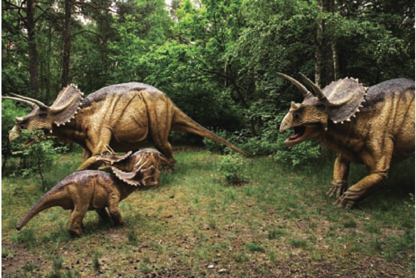 世界上保存最完整的三角龙化石Horridus - 神秘的地球 科学|自然|地理|探索