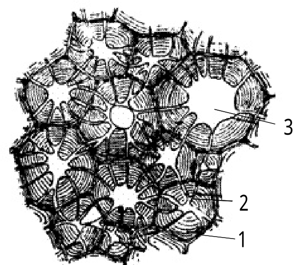 图6-9 梨果肉内的石细胞1.增厚的细胞壁;2.纹孔道;3.细胞腔4.