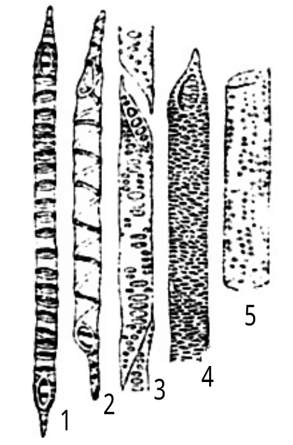 孔纹导管②管胞:是子植物和蕨类植物木质部中唯一的输导水分和无机