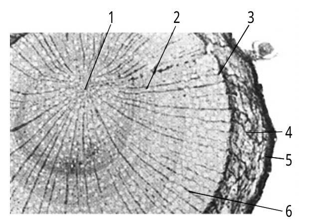 图7-5 苹果根横切(示次生结构)1.初生木质部;2.次生木质部;3.