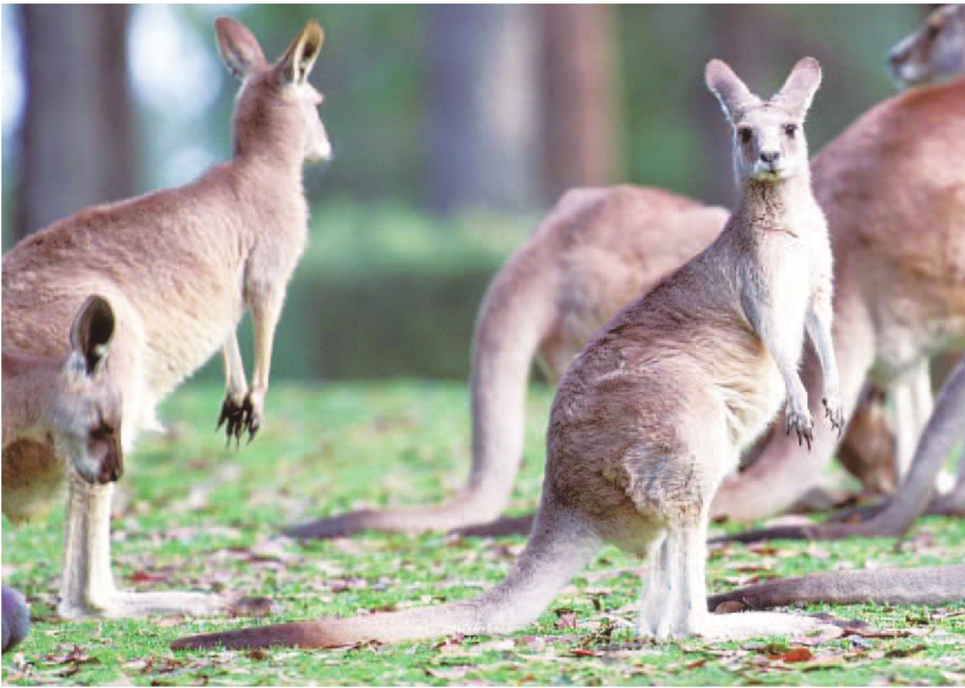 Australia Zoo Day Tour from Gold Coast (with Roundtrip Transfers)