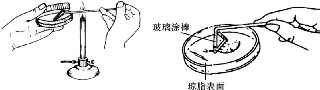 涂布稀释分离法微生物实验实训