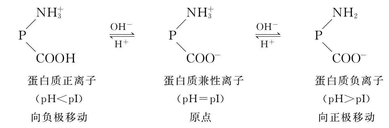 蛋白质的两性电离_生物化学基础