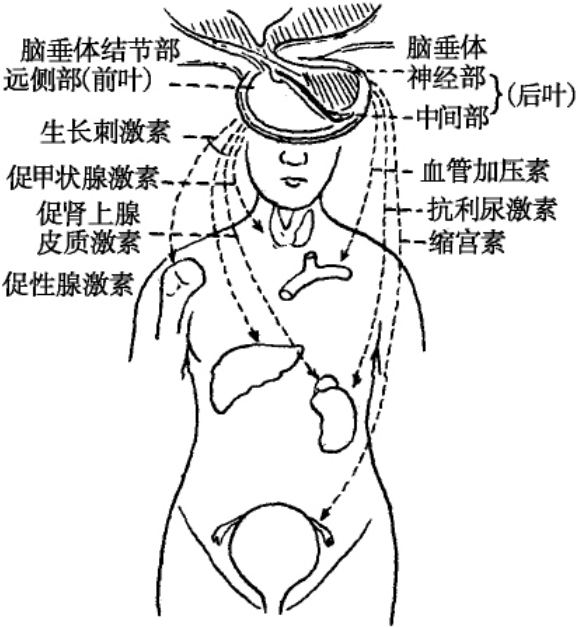 脑垂体分泌的人体激素各种激素都有各自的功能,但总的作用可归纳为
