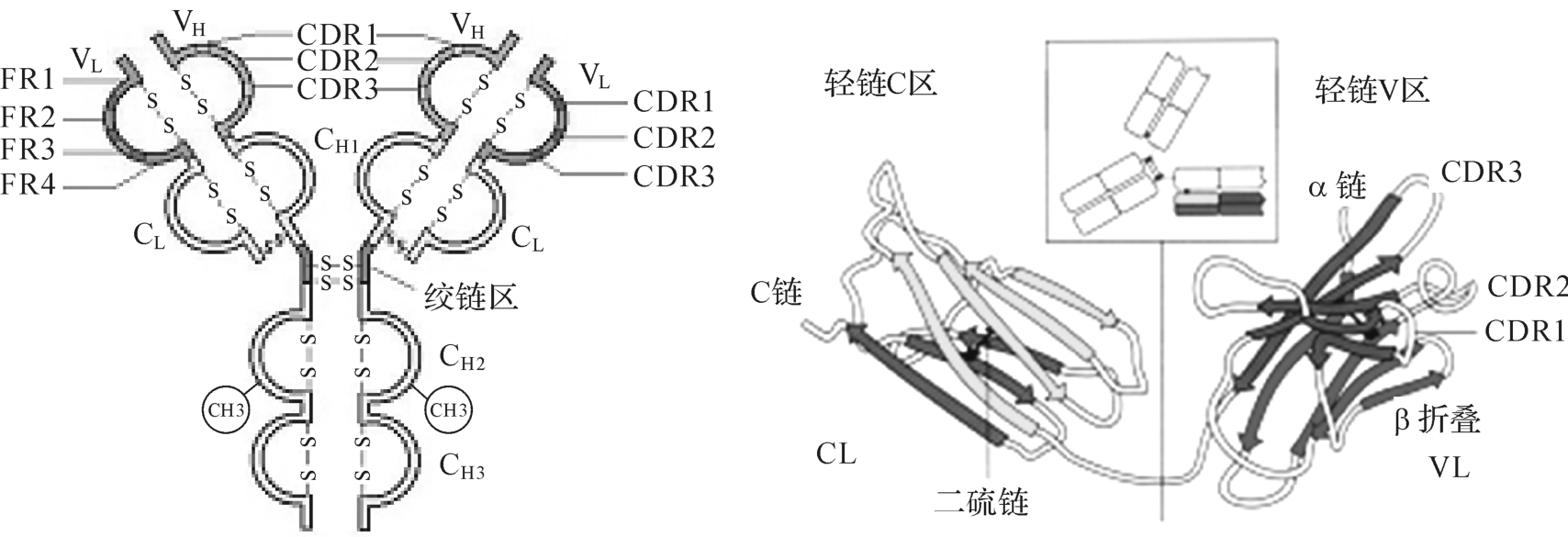 免疫球蛋白的结构_免疫学与免疫制剂