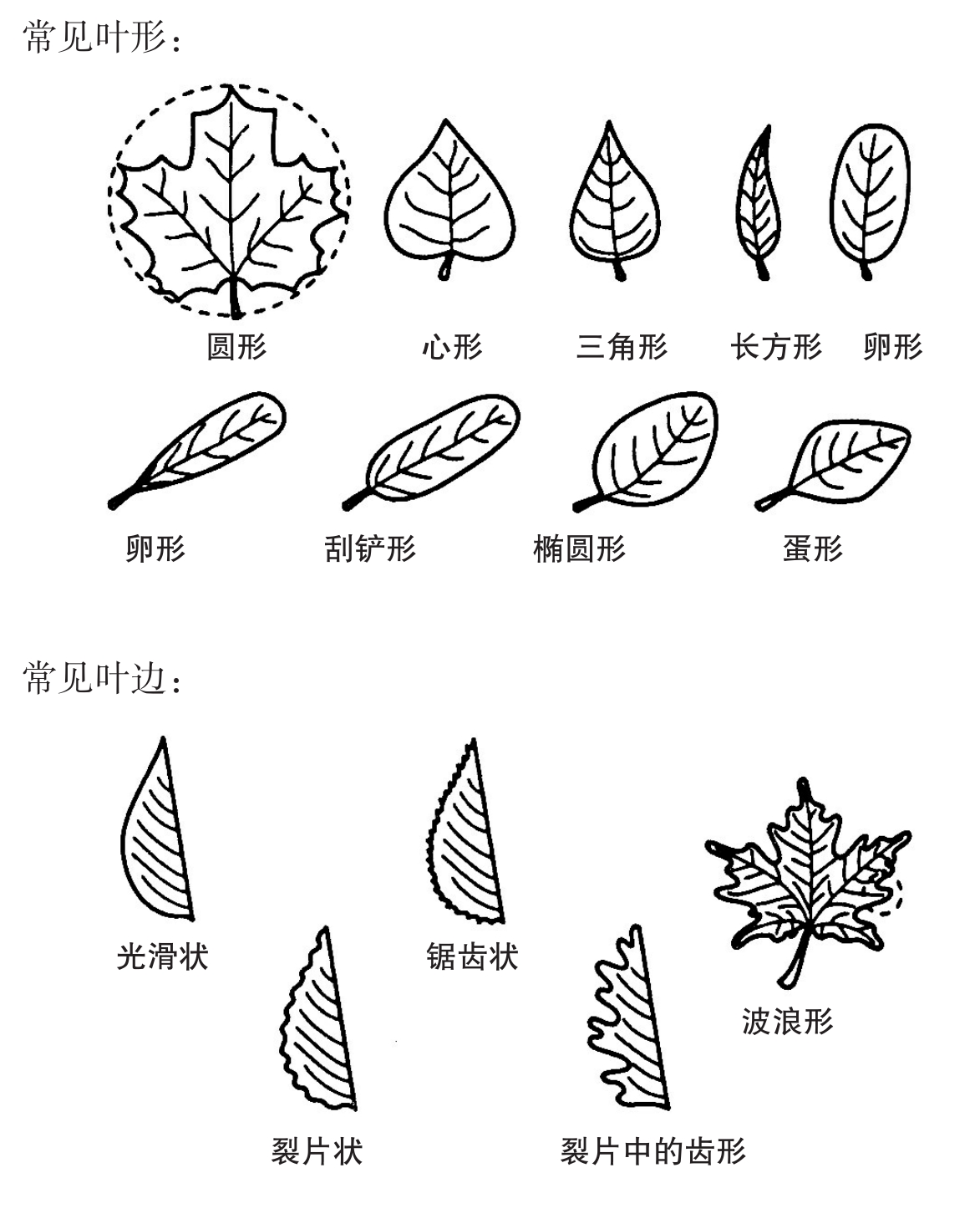 常见树叶的图片及名称,常见树叶图片大全名称,常见树叶的图片和名字_大山谷图库