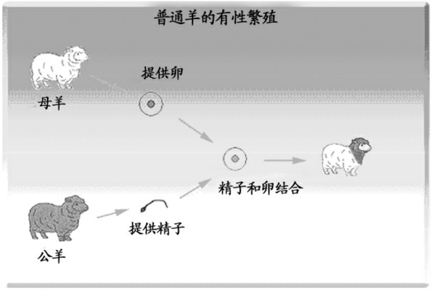 普通羊的有性繁殖