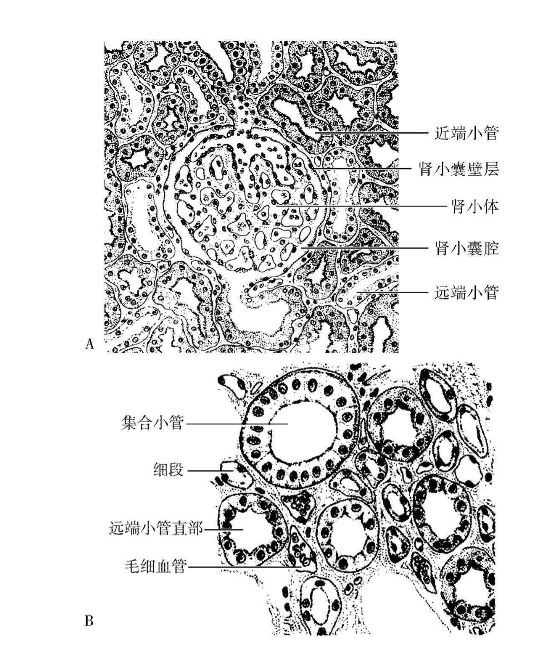 图6-9 肾的组织结构