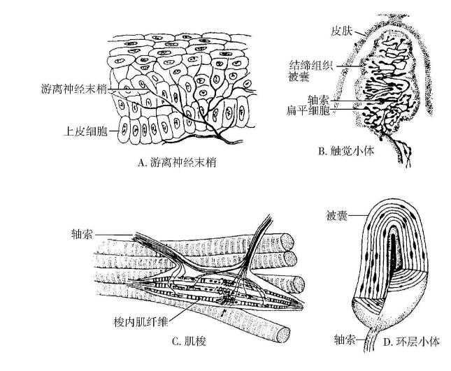 1.游离神经末梢由神经纤维的终末反复分支而成.