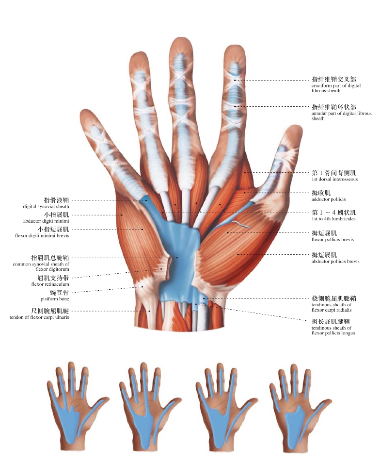 腕和手人体局部解剖图谱