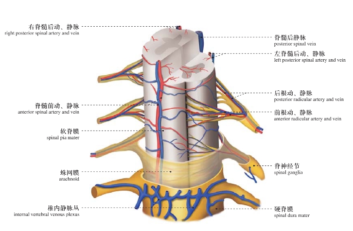 图310 脊髓的血管(模式图)blood vessels of spinal cord (diagram)