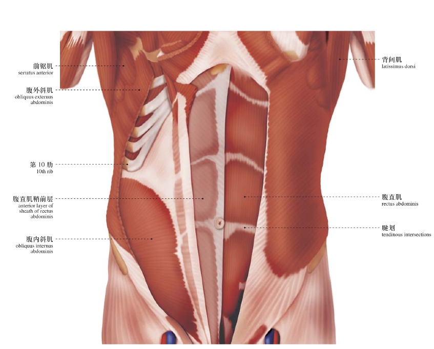 腹前外侧壁_人体局部解剖图谱