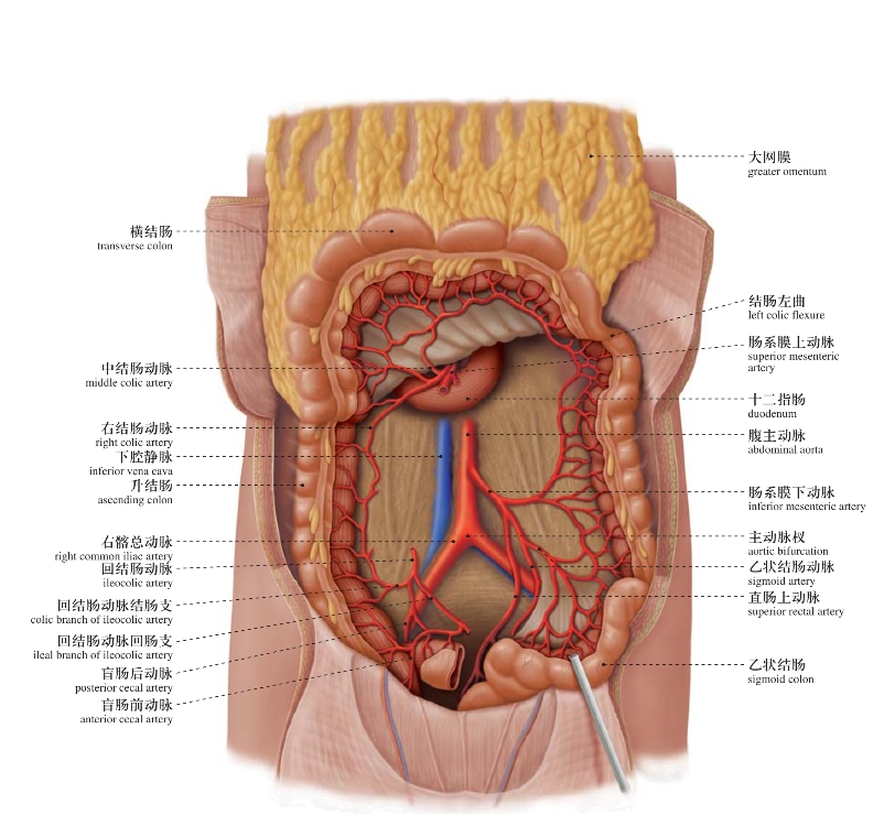 结肠下区人体局部解剖图谱