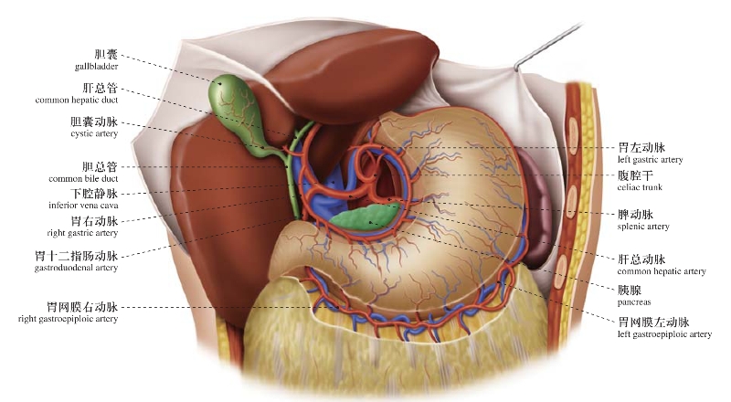胃左动脉参与肝左叶的血供;c.在胃大弯胃网膜左,右动脉之间吻合;d.