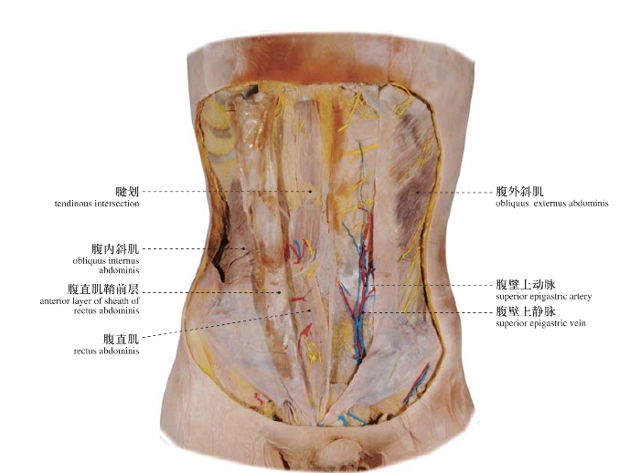 muscles of the abdomen(anterior aspect)图121腹肌(前面观)