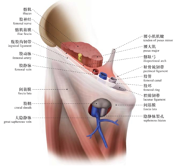 腹前外侧壁_人体局部解剖图谱