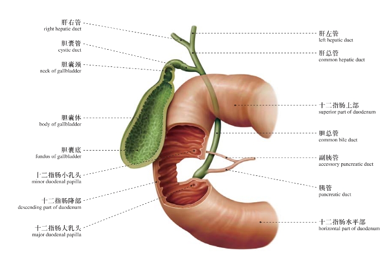 结肠上区人体局部解剖图谱