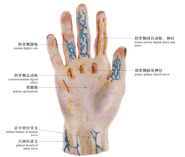 腕和手_人体局部解剖图谱