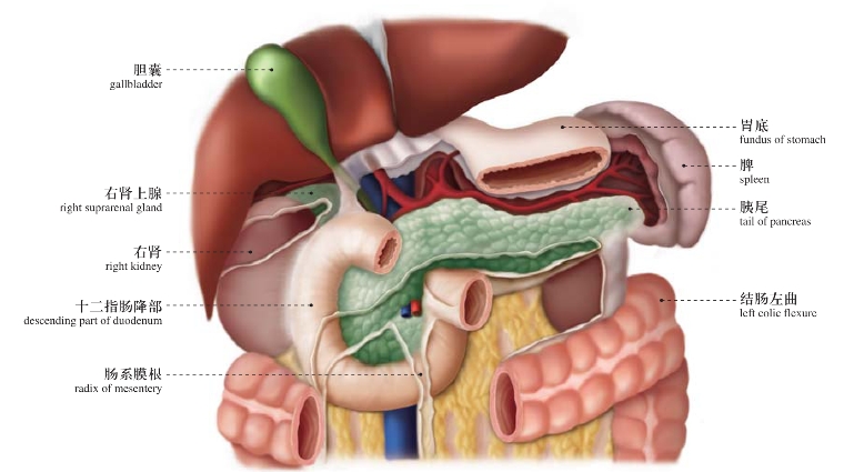 结肠上区人体局部解剖图谱