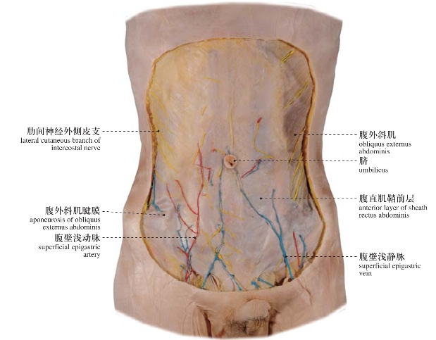 腹前外侧壁_人体局部解剖图谱