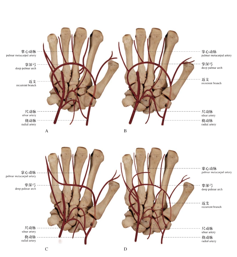 腕和手人体局部解剖图谱