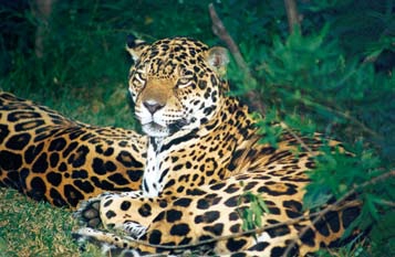 美洲豹不是虎也不是豹动物世界大百科