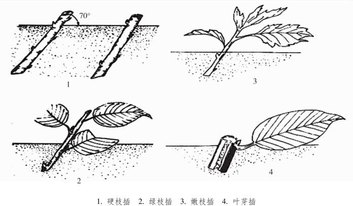 扦插育苗_花卉栽培技术