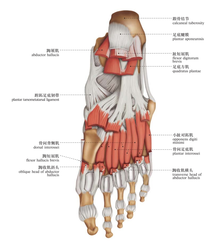 下肢肌人体系统解剖图谱