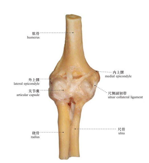 肘关节(后面观1)elbow joint(sagittal section)图143 肘关节(矢状