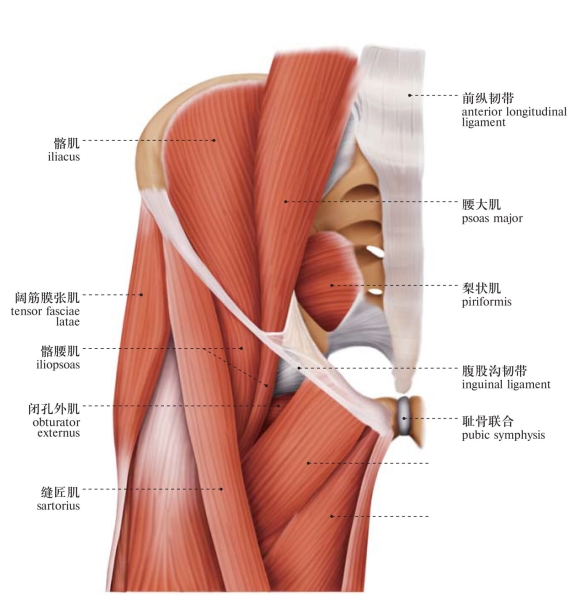 下肢肌人体系统解剖图谱