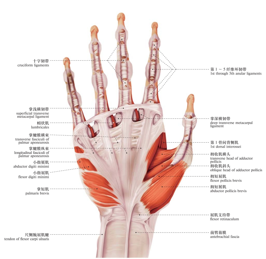 图211 手部肌肉(掌侧面1) muscles of the hand (palmar aspect 1)