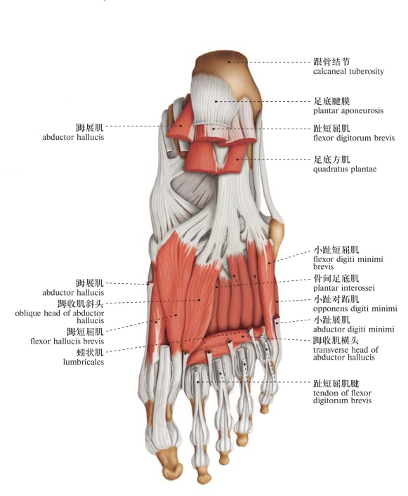 图248 足底区肌肉4muscles of the plantar region of the foot 4图