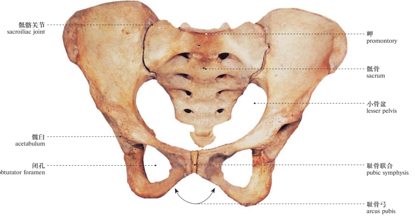 图34 女性骨盆(前面观) female pelvis (anterior aspect)