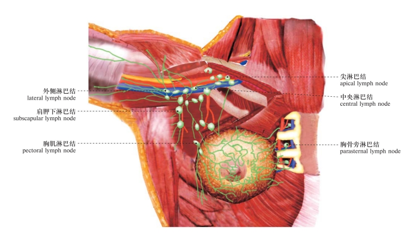 lymph nodes and superior phrenic lymph nodes图440胸骨旁淋巴结和