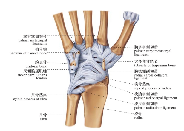 图149 腕关节韧带(掌面观) ligaments of the carpal joint (palmar