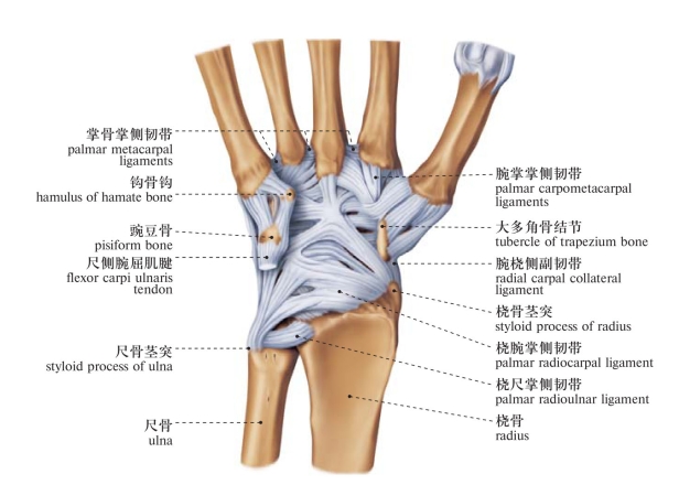 附肢骨的连结_人体系统解剖图谱