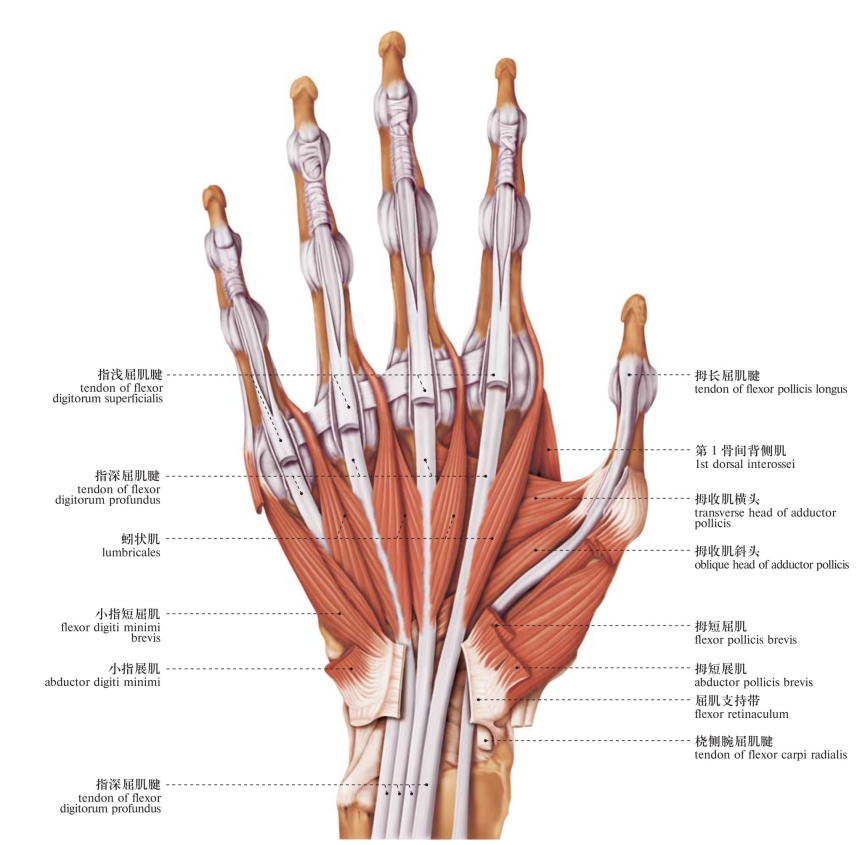 图213 手部肌肉(掌侧面3) muscles of the hand (palmar aspect 3)