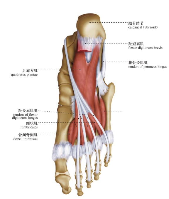 下肢肌人体系统解剖图谱