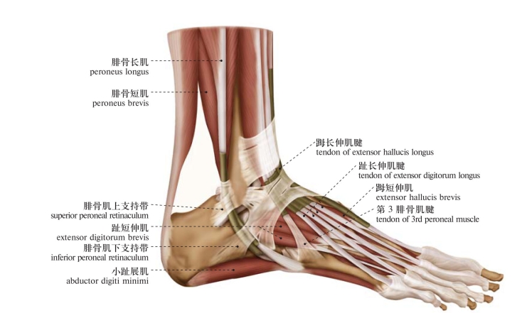 图250 足外侧面肌肉muscles of the lateral aspect of the foot